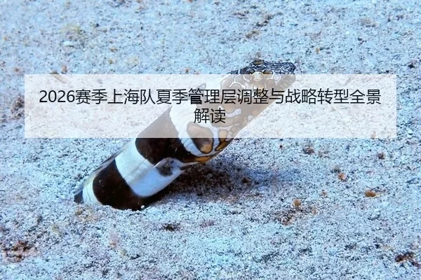 2026赛季上海队夏季管理层调整与战略转型全景解读